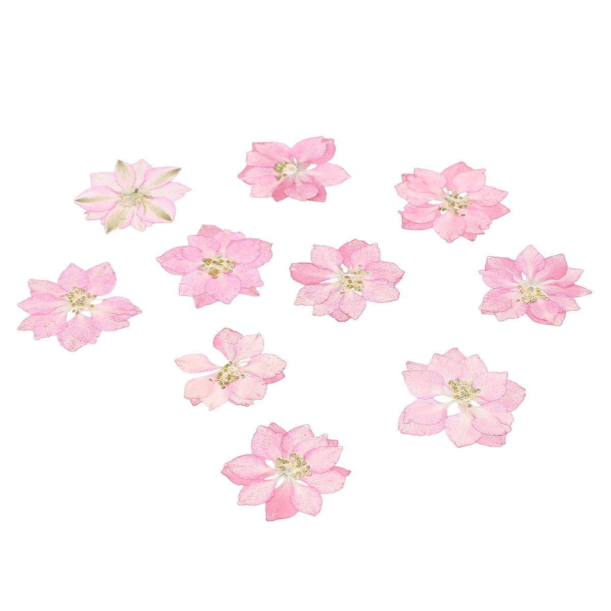 20Pcs Natural Dried Flowers Pl - огляд і ціна Phone Accessories Ideas